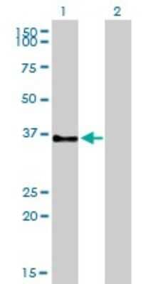 Western Blot: GPR3 Antibody (3B4-G3) [H00002827-M01]