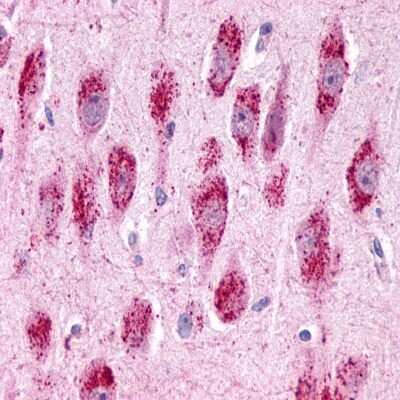 Immunohistochemistry-Paraffin: GPR3 Antibody - BSA Free [NLS121]