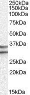 Western Blot: GPR3 Antibody [NBP1-00196]