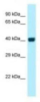 Western Blot: GPR3 Antibody [NBP1-98282]