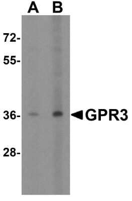 Western Blot: GPR3 AntibodyBSA Free [NBP2-41102]