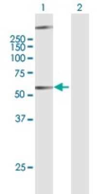 Western Blot: GPR34 Antibody [H00002857-B01P]