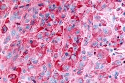 Immunohistochemistry-Paraffin: GPR35 Antibody - BSA Free [NLS3]