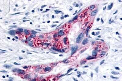 Immunohistochemistry-Paraffin: GPR35 Antibody - BSA Free [NLS3]