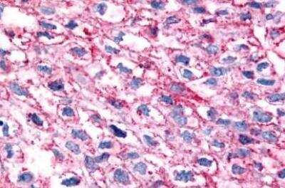Immunohistochemistry-Paraffin: GPR35 Antibody - BSA Free [NLS3]