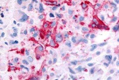 Immunohistochemistry-Paraffin: GPR35 Antibody - BSA Free [NLS3]