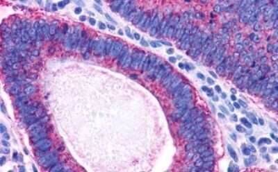 Immunohistochemistry-Paraffin: GPR37 Antibody - BSA Free [NLS131]