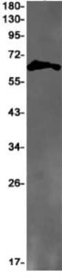 Western Blot: GPR37 Antibody (S02-9I6) [NBP3-19649]