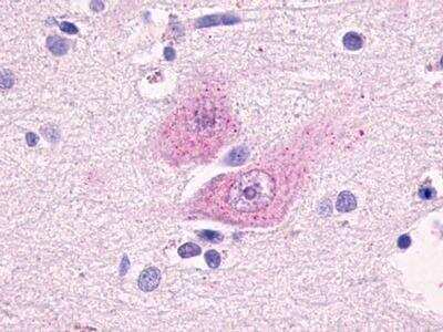 Immunohistochemistry-Paraffin: GPR37L1 Antibody - BSA Free [NLS405]