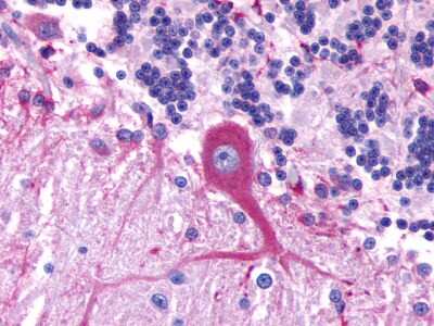 Immunohistochemistry: GPR39 Antibody - BSA Free [NLS139]