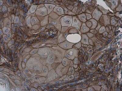 Immunohistochemistry-Paraffin: GPR39 Antibody [NBP3-13032]