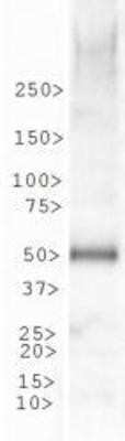 Western Blot: GPR39 AntibodyBSA Free [NLS139]