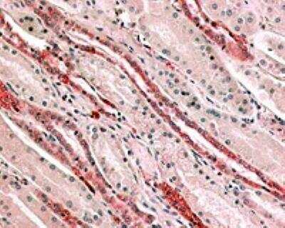 Immunohistochemistry-Paraffin: GPR4 Antibody - BSA Free [NLS143]