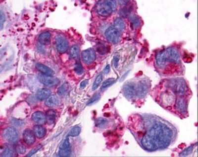 Immunohistochemistry-Paraffin: GPR4 Antibody - BSA Free [NLS143]