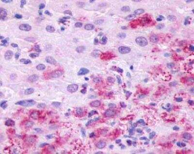 Immunohistochemistry-Paraffin: GPR4 Antibody - BSA Free [NLS144]