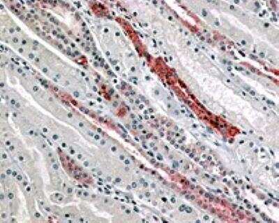 Immunohistochemistry-Paraffin: GPR4 Antibody - BSA Free [NLS144]