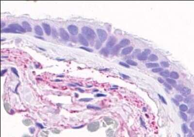 Immunohistochemistry-Paraffin: GPR4 Antibody - BSA Free [NLS145]