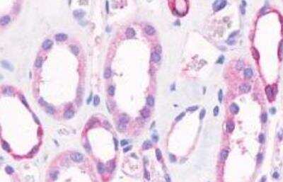 Immunohistochemistry-Paraffin: GPR4 Antibody - BSA Free [NLS145]