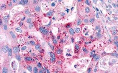 Immunohistochemistry-Paraffin: GPR4 Antibody - BSA Free [NLS145]