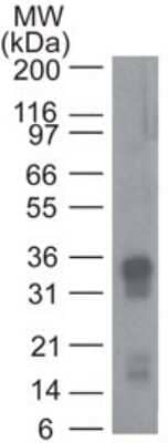 Western Blot: CRTH-2/GPR44 Antibody (54N3F8)BSA Free [NBP2-19014]