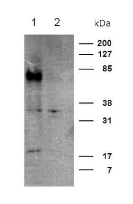 Western Blot: CRTH-2/GPR44 AntibodyBSA Free [NB100-93564]