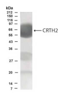 Western Blot: CRTH-2/GPR44 AntibodyBSA Free [NB100-93564]