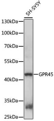 Western Blot: GPR45 AntibodyAzide and BSA Free [NBP3-03926]