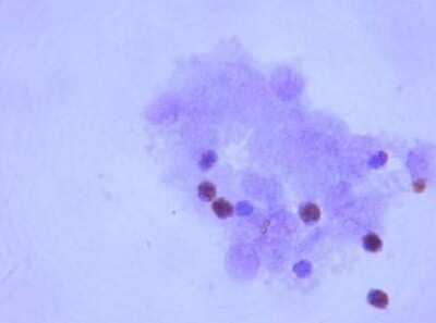 Immunohistochemistry: Lgr5/GPR49 Antibody - Azide and BSA Free [NLS1235]