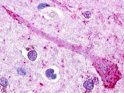 Immunohistochemistry-Paraffin: Lgr5/GPR49 Antibody - Azide and BSA Free [NLS1235]