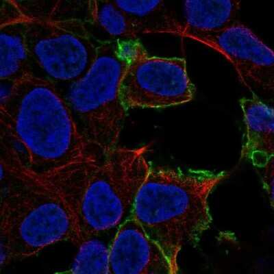 Immunocytochemistry/ Immunofluorescence: GPR50 Antibody [NBP2-56258]