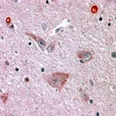 Immunohistochemistry-Paraffin: GPR50 Antibody - BSA Free [NLS751]