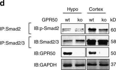 Western Blot: GPR50 Antibody [H00009248-B01P]