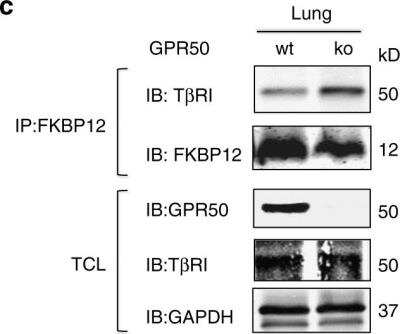 Western Blot: GPR50 Antibody [H00009248-B01P]