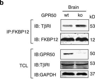 Western Blot: GPR50 Antibody [H00009248-B01P]