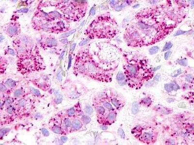 Immunohistochemistry-Paraffin: GPR52 Antibody - BSA Free [NLS446]