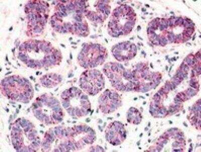 Immunohistochemistry-Paraffin: GPR52 Antibody - BSA Free [NLS446]