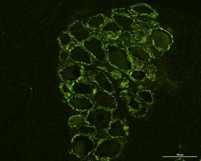 Immunohistochemistry-Frozen: GPR55 Antibody - BSA Free [NB110-55498]
