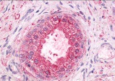 Immunohistochemistry-Paraffin: GPR55 Antibody - BSA Free [NLS6817]