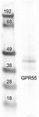Western Blot: GPR55 AntibodyBSA Free [NB110-55498]