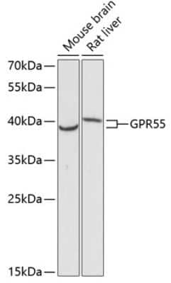 Western Blot: GPR55 AntibodyAzide and BSA Free [NBP3-04847]