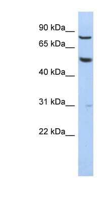 Western Blot: GPR56 Antibody [NBP1-62637]