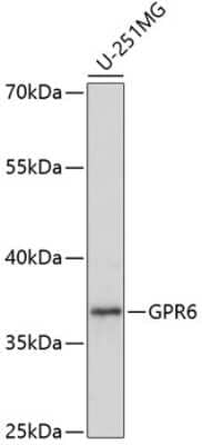 Western Blot: GPR6 AntibodyAzide and BSA Free [NBP3-04900]