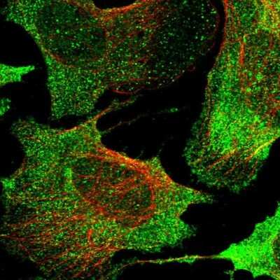 Immunocytochemistry/ Immunofluorescence: GPR63 Antibody [NBP1-82362]