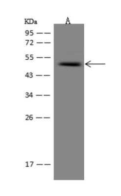 Western Blot: GPR63 Antibody [NBP3-06018]