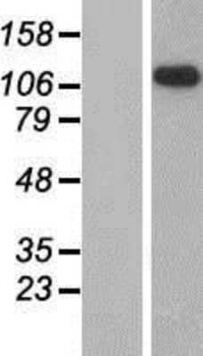 Western Blot: GPR64 Overexpression Lysate [NBP2-08479]