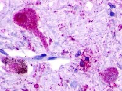 Immunohistochemistry-Paraffin: OGR1 Antibody - BSA Free [NLS1194]