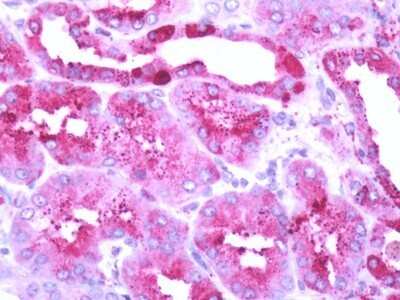 Immunohistochemistry-Paraffin: OGR1 Antibody - BSA Free [NLS1194]