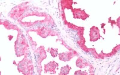 Immunohistochemistry-Paraffin: OGR1 Antibody - BSA Free [NLS1194]