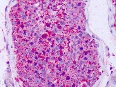 Immunohistochemistry-Paraffin: GPR74/NPFFR2 Antibody - BSA Free [NLS3304]