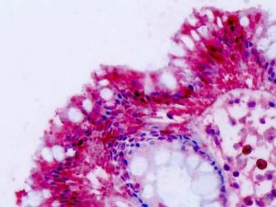 Immunohistochemistry-Paraffin: GPR74/NPFFR2 Antibody - BSA Free [NLS3304]